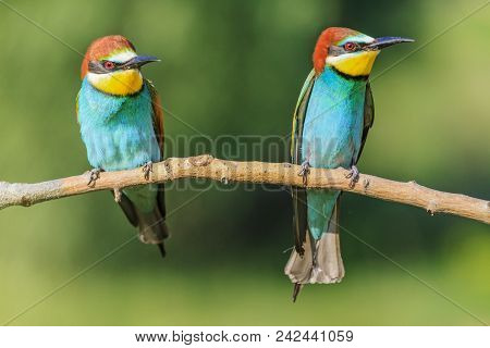 Pair Of Bee-eaters Sitting On A Branch, Natural Design, Unique Moments In The Wild