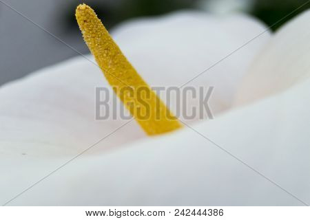 Soft Focus Of White Zantedeschia Aethiopica (known As Calla Lily And Arum Lily) With Yellow Spathe -