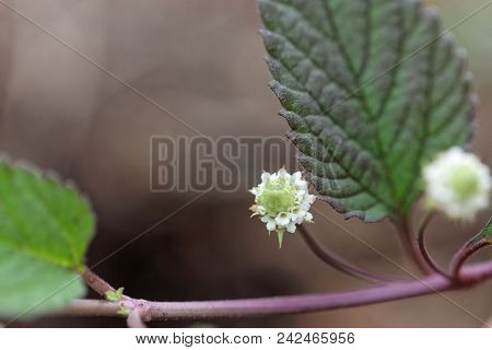 Flower Of An Aztec Sweet Herb (lippia Dulcis)
