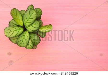 Arrowroot Green Plant On Purple Wooden Board Background With Copy Space.