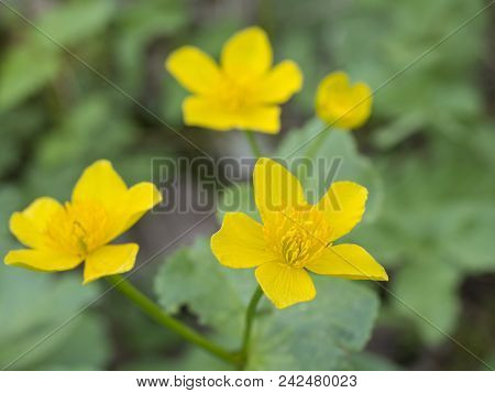 Close Up  March Marigold Yellow Spring Flower Primroses (ranunculus Caltha Palustris) Natural Green 