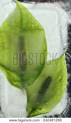 Frozen Beautiful  Spathiphyllum Floribundum Flower.  Blossomsin The Ice Cube