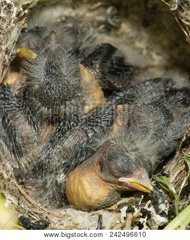 Nest And Nestling Develpment  Of European Goldfinch (carduelis Carduelis) Born Inside An Apartment B
