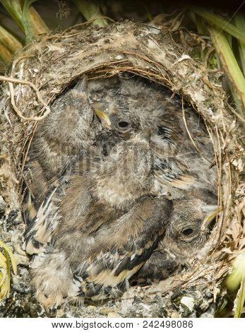 Nest And Nestling Develpment  Of European Goldfinch (carduelis Carduelis) Born Inside An Apartment B