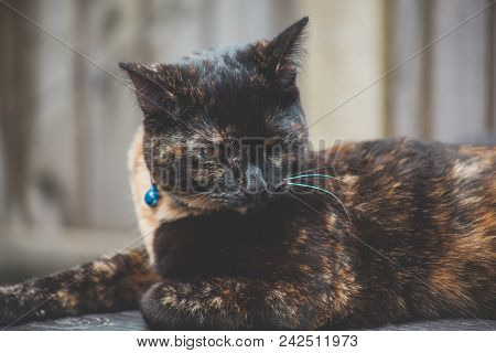 Portrait Of A Cute Tortoiseshell Cat Enjoying Herself Outdoors