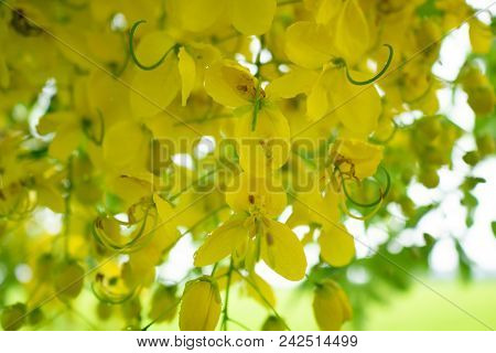 Multiply Or Ratchaphruek Flowers In Thailand Usually Bloom In The Summer, Thai People Called Dok Koo