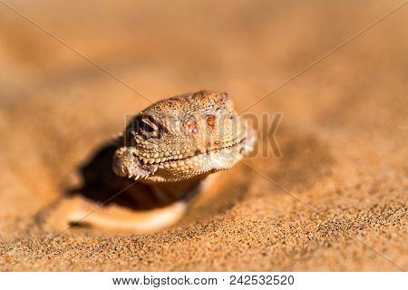 Close Up Head Of Spotted Toad-headed Agama Or Phrynocephalus Maculatus With Its Body Buried In Sand 