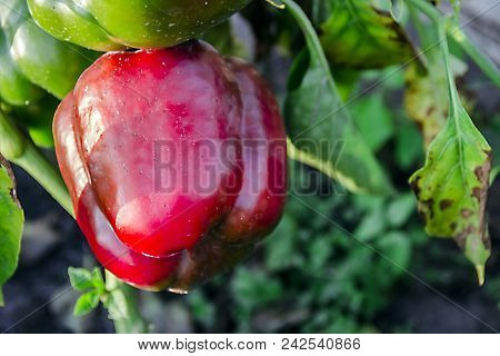 Pictured In The Photo Sweet Red Pepper On The Bush In The Garden. Vegetables Food