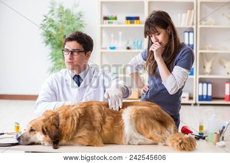 Doctor and assistant checking up golden retriever dog in vet cli