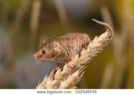Micromys minutus or Harvest Mouse in wheat field
