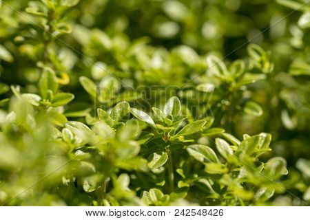 Thyme, Close-up. Long-standing Low-growing Plant. It Has Medicinal Properties And Is Used In Tea Ble