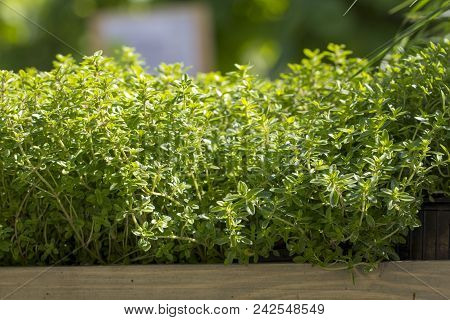 Thyme, Close-up. Long-standing Low-growing Plant. It Has Medicinal Properties And Is Used In Tea Ble