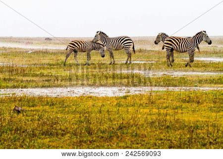 Zebra Species Of African Equids (horse Family) United By Their Distinctive Black And White Striped C