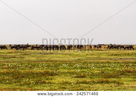 Field With Zebras And Blue Wildebeest