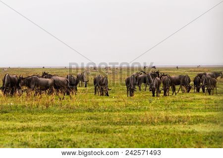 Field With Zebras And Blue Wildebeest