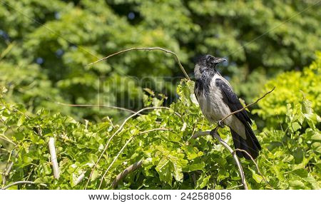 A Eurasian Magpie, Sitting On A Thin Branch, Also Known As Common Magpie. Pica Pica Close Up
