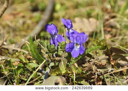 Sweet Violet, English Violet, Common Violet, Or Garden Violet , Viola Odorata