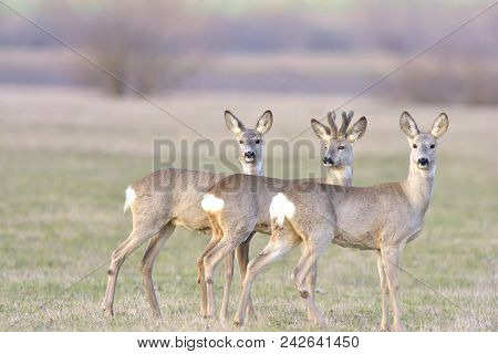 Troop Of Roe Deer. Small Elegant Deer In Family Cervidae With Growing Antlers Still Covered In Velve