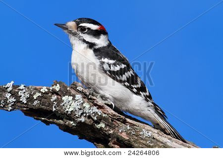 Mandlige dunede Flagspætte (picoides Pubescens)