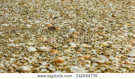 A Pile Of Sand And Seashells By The Sea.