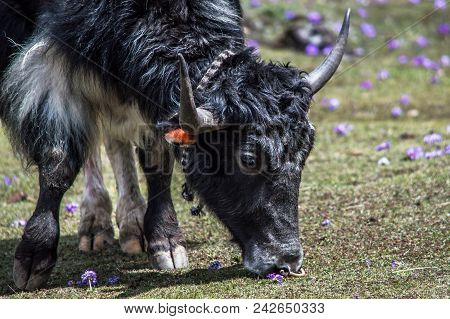Tibetan Yak Eating Grass In A Pasture At Himalaya Mountains