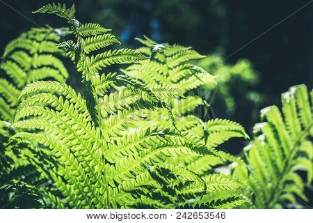 Natural Leafs Of Fern With Sunlight In Tropical Forest. Closeup. Nature Background.
