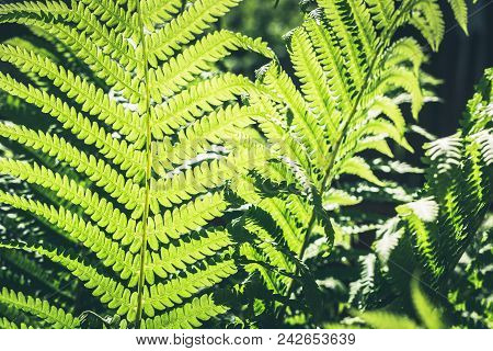 Natural Leafs Of Fern With Sunlight In Tropical Forest. Closeup. Nature Background.