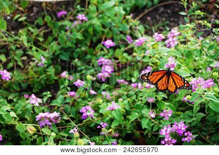 Monarch Butterfly - Heading North After A Winter In Mexico