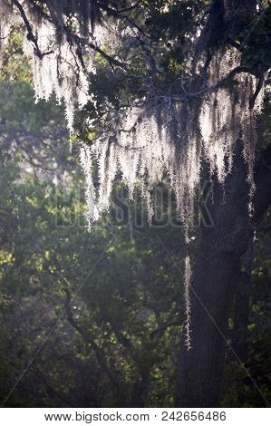 Spanish Moss In City Park, New Orleans, La