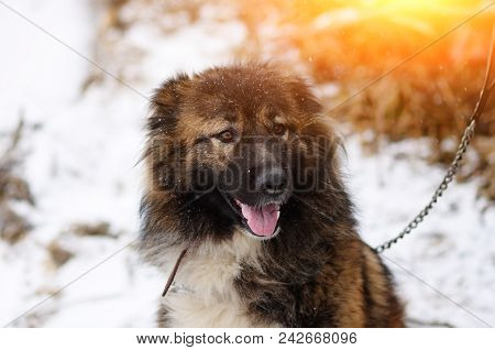 Happy Couple With Dogs In Winter Forest. Lovely Moments Outdoor