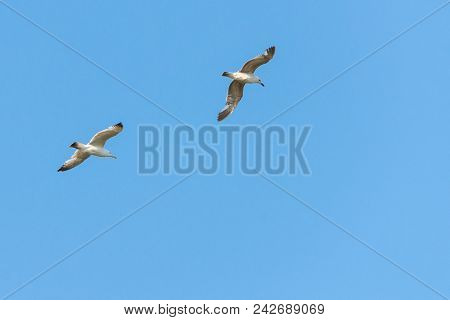 Sea Gull Bird Flying View From Below, On Clear Blue Sky.
