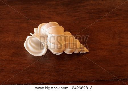 Precious Wentletrap Epitonium Scalare Seashell