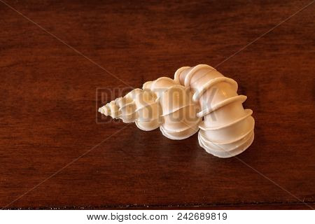 Precious Wentletrap Epitonium Scalare Seashell