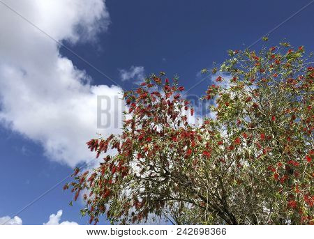 Delonix Regia, The Flame Tree, Is A Species Of Flowering Plant In The Bean Family Fabaceae, Subfamil