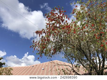 Delonix Regia, The Flame Tree, Is A Species Of Flowering Plant In The Bean Family Fabaceae, Subfamil
