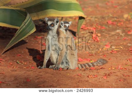 แหวน Lemurs หางที่สำรอง Berenty