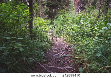 The Trail Through The Forest In The Siberian Taiga