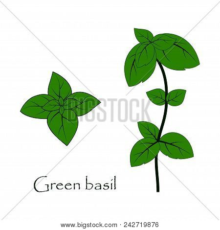 Leaves And Twig Of Green Basil On White, Background With Italian Spice, Fragrant Seasoning