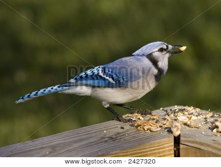 Blue Jay (Cyanocitta hřebenitá)