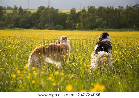 Two Russian Wolfhound Reasting On A Field Background
