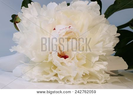 A Solo White Bloom Of Paeonia On The White Background With Daylight