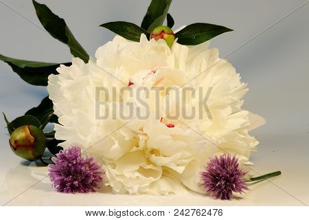 A White Bloom Of Paeonia On The White Background With Two Blooms Of Chives