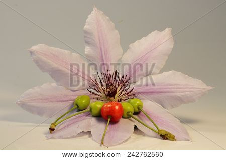 A Beautiful Spiece Of Clematin Famous As Holly Moser With Cherries On The White Background