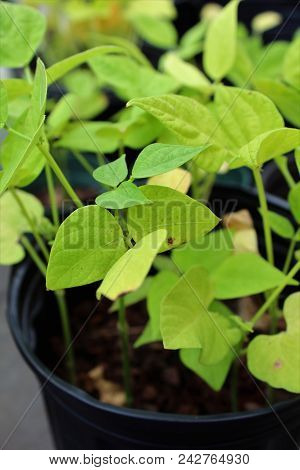 Green Leaves Of Squash Plant In Pot