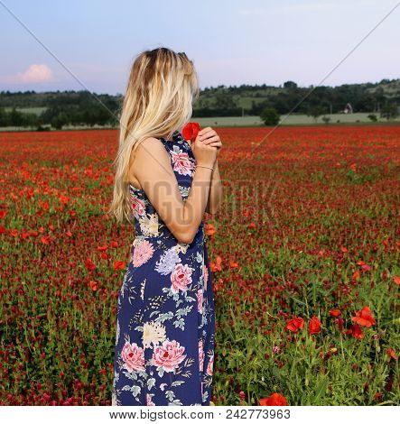 Young Beautiful Blond Girl In A Field . Flowering Crimson Clovers In Spring Landscape. Trifolium Inc