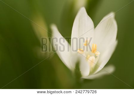 A Close-up Photo Of White Flowers In A Garden.  Swartz Creek, Mi, Usa.