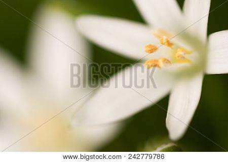 A Close-up Photo Of White Flowers In A Garden.  Swartz Creek, Mi, Usa.