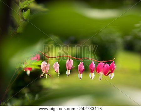 Fuchsia In Bloom, Selective Focus. Hanging Cluster Of The Fuchsia Plant In The Summer