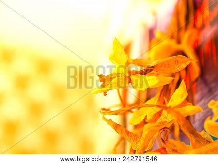 Old Dried Daffodil Or Narcisus Flowers In Golden Warm Light.