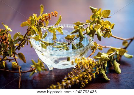 Tulsi Ka Pani Or Extract Of Holy Basil Or Ocimum Tenuiflorum Used In Many Holy Works And In Modern A